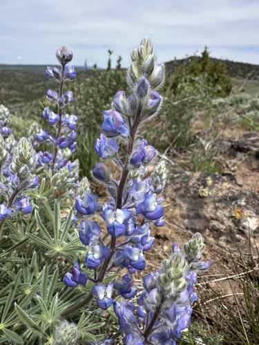 Nevada lupine (Lupinus nevadensis)