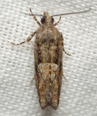 Chimoptesis gerulae