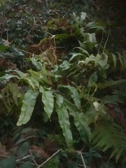 Asplenium scolopendrium