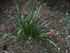 Iris foetidissima
