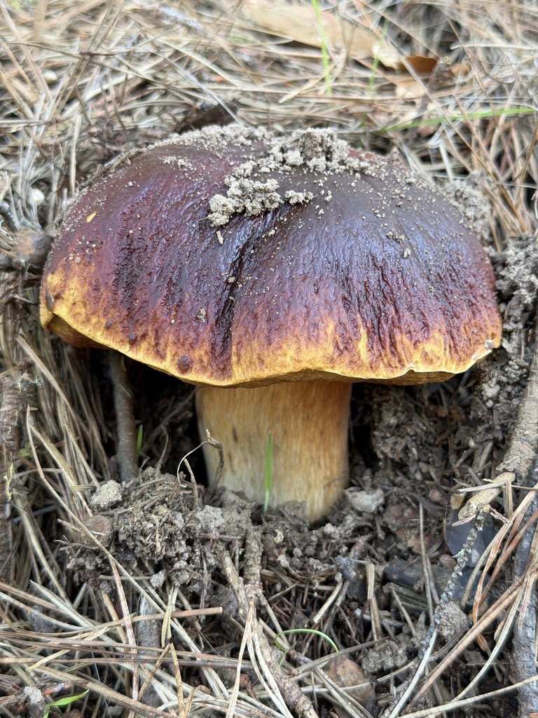 Boletus edulis · December 2025 · photo: © aheyman1 (iNaturalist, cc0)
