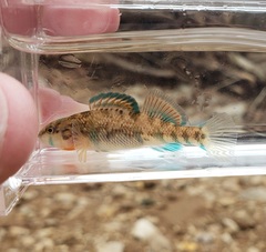 Etheostoma spectabile
