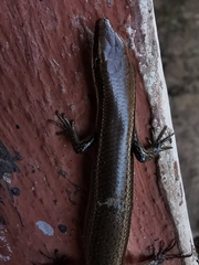 Marisora lineola