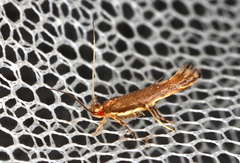 Glaphyristis marmarea