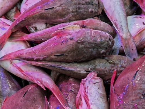 Tosa stargazer (Uranoscopus tosae) — Uranoscopidae