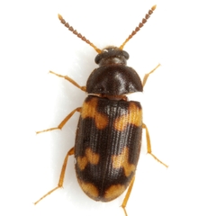 Mycetophagus serrulatus