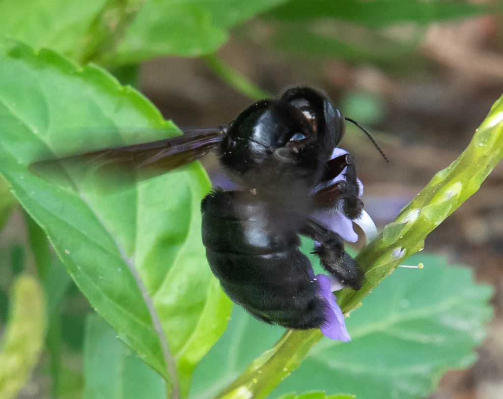 Antillean Carpenter Bee
