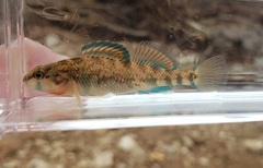 Etheostoma spectabile