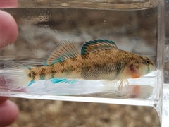 Etheostoma spectabile