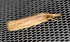 Calamotropha leptogrammellus