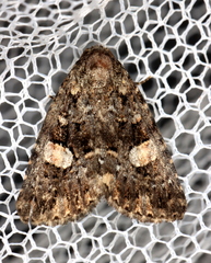 Condica macrosema