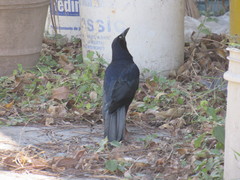 Quiscalus mexicanus