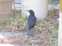 Quiscalus mexicanus