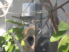 Zonotrichia leucophrys