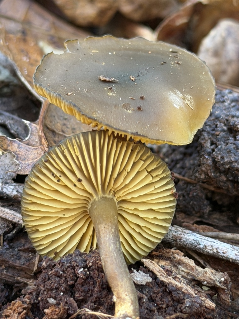 Callistosporium luteo-olivaceum