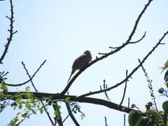 Columbina inca