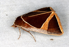 Agamana conjungens