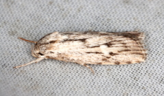 Cryptophasa phycidoides