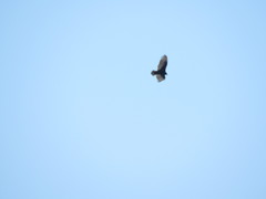 Cathartes aura