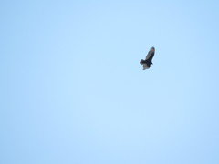 Cathartes aura