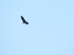 Cathartes aura