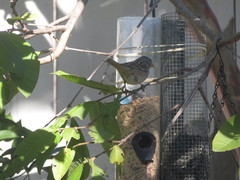 Zonotrichia leucophrys