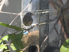 Zonotrichia leucophrys