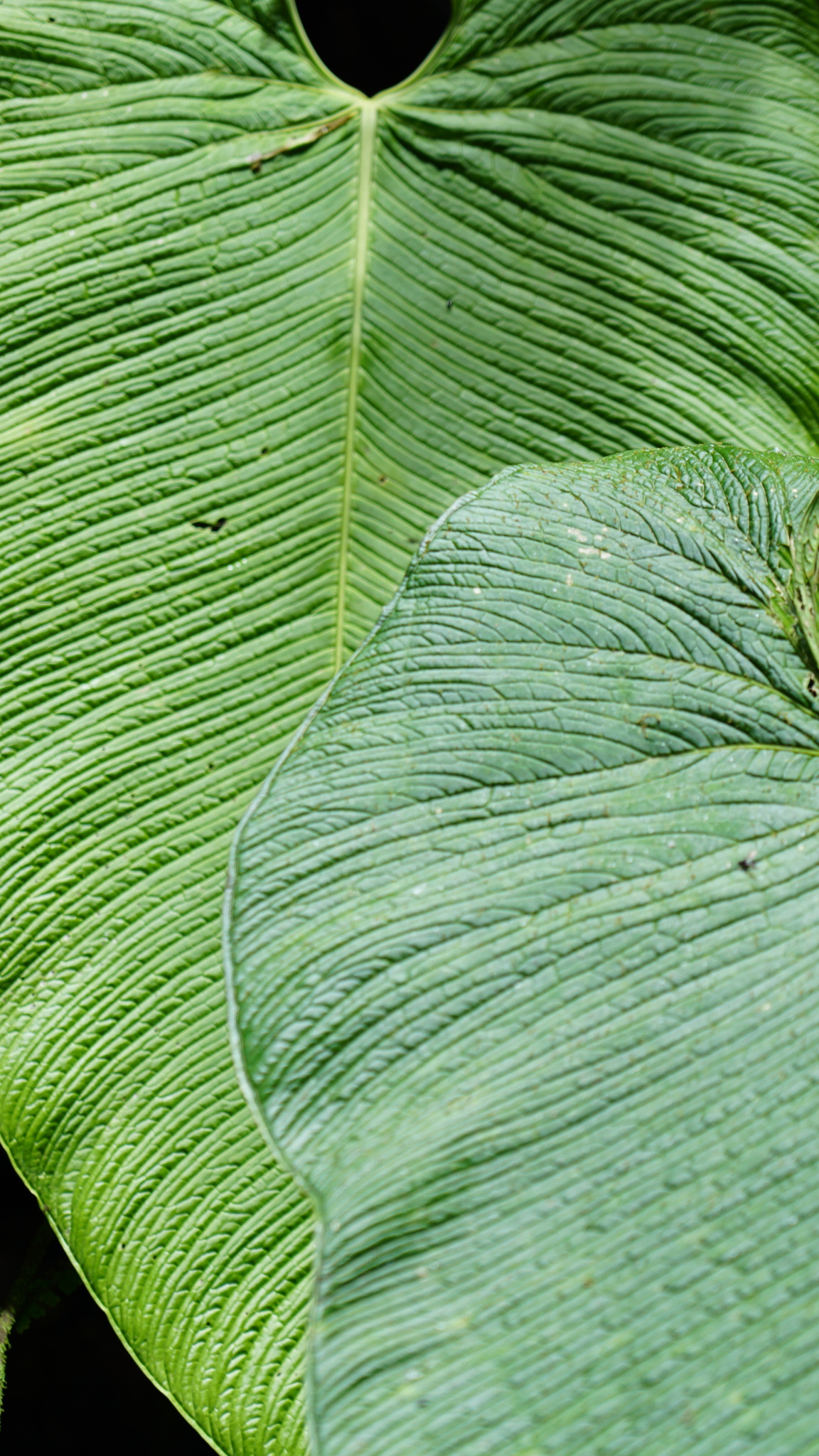 Anthurium rugulosum Sodiro