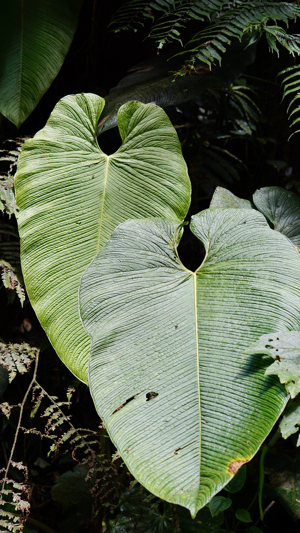 Anthurium rugulosum Sodiro 2