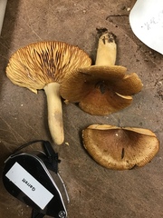 Russula subfoetens