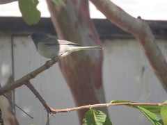 Junco hyemalis