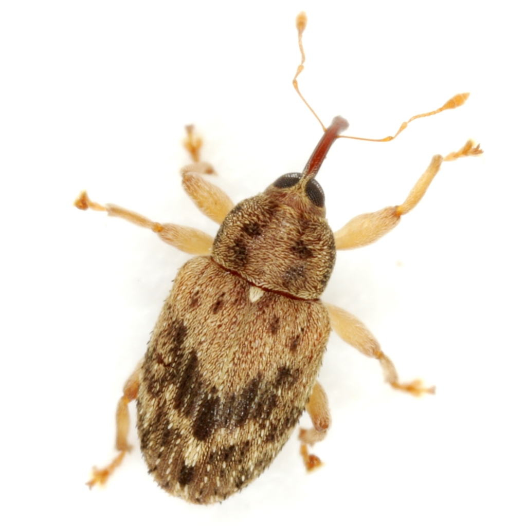 Tychiini