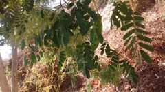 Hesperalbizia
