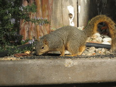Sciurus niger