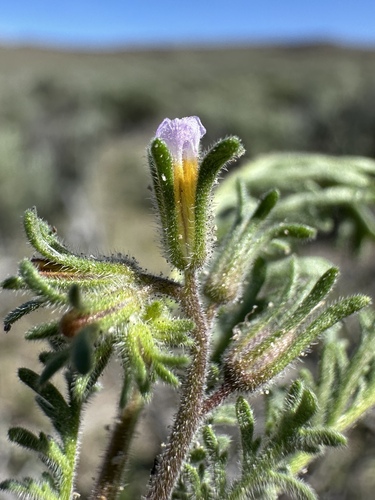 Sticky phacelia (Phacelia glandulifera)