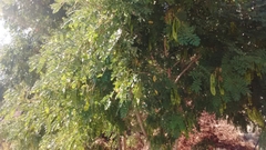 Hesperalbizia