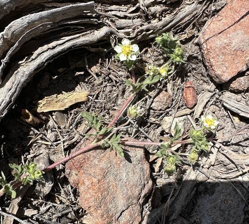 newberry's cinquefoil (Potentilla newberryi)