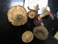 Russula squalida