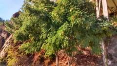 Hesperalbizia
