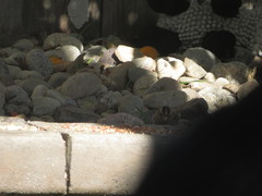 Zonotrichia leucophrys