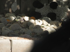 Zonotrichia leucophrys