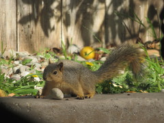 Sciurus niger