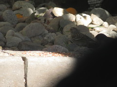 Zonotrichia leucophrys