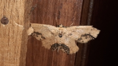 Isochromodes granula