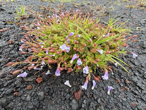 Torenia crustacea observed 2025-12-07