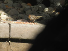 Zonotrichia leucophrys