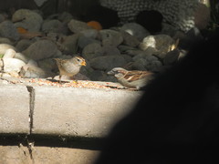 Zonotrichia leucophrys