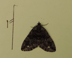 Hydriomena albifasciata