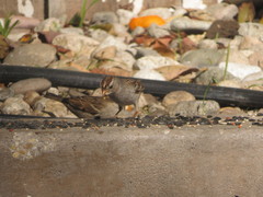 Zonotrichia leucophrys