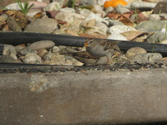 Zonotrichia leucophrys